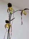 Paphiopedilum Yang-Ji Apple (philippinense x anitum) Ching Hua Orchids 